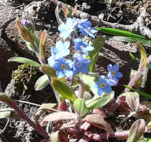 Foto eines Blümchens mit blauen Blüten